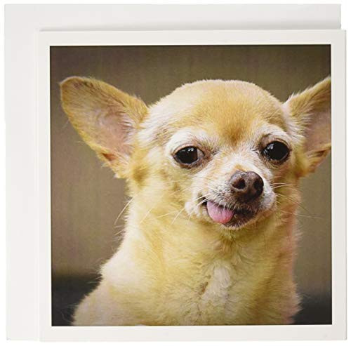 3dRose Toothless Chihuahua Dog Santa Fe New Mexico US32 JMR0502 Julien McRoberts Greeting Cards, Set of 6 (gc_92682_1) 3dRose Toothless Chihuahua Dog Santa Fe New Mexico US32 JMR0502 Julien McRoberts Greeting Cards, Set of 6 (gc_92682_1)