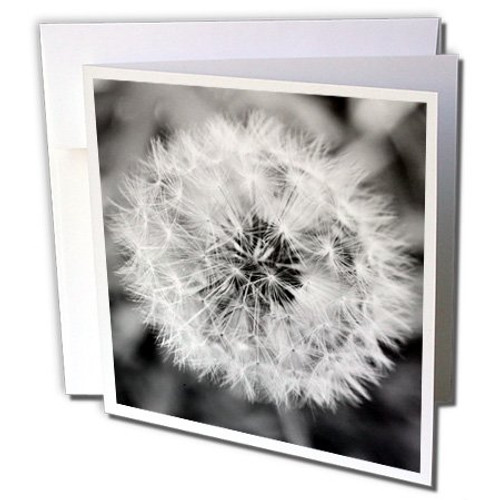 3dRose Black and White Dandelion Puff - Greeting Cards, 6 x 6 inches, set of 12 (gc_51762_2) 3dRose Black and White Dandelion Puff - Greeting Cards, 6 x 6 inches, set of 12 (gc_51762_2)