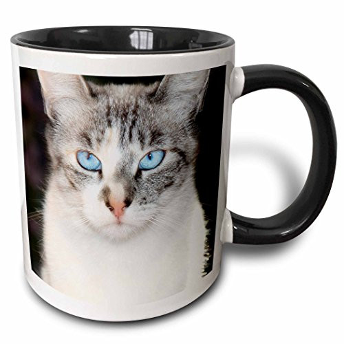 3dRose Danita Delimont - Cats - USA, California. Lynx point Siamese cat portrait. - 11oz Two-Tone Black Mug (mug_278512_4)