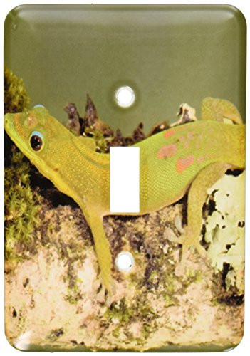 3dRose lsp_94192_1 Gold Dust Day Gecko Lizard, Madagascar-Us39 Jmc0025-Joe and Mary Ann McDonald Single Toggle Switch Multicolored