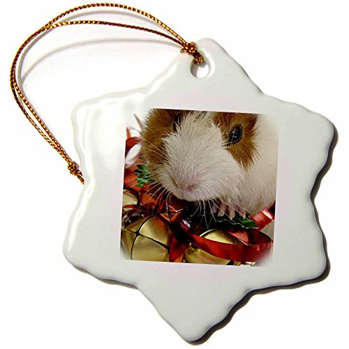 3dRose orn_6455_1 Baby Guinea Pig with Gold Bells Photography by Angelandspot-Snowflake Ornament, Porcelain, 3-Inch
