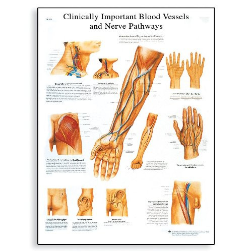 3B Scientific VR1359L Blood Vessels and Nerve Pathways Anatomical Chart on Glossy, Laminated Paper