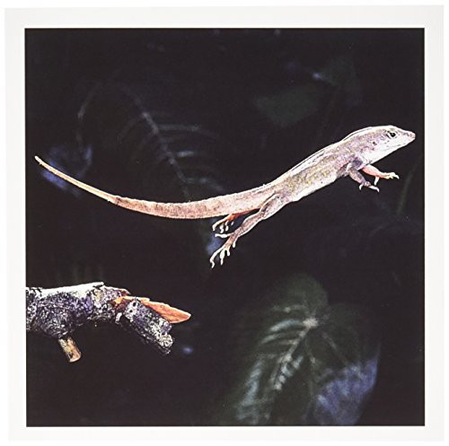 3dRose Bahama Brown Anole Lizard - David Northcott - Greeting Cards, 6 x 6", Set of 6 (gc_83866_1)