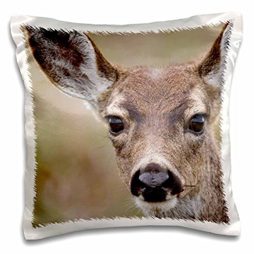 3dRose California, Point Reyes Seashore, Mule Deer-Us05 Rja0002-Rebecca Jackrel-Pillow Case, 16 by 16" (pc_88608_1)