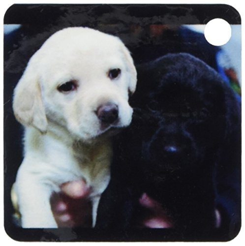 3dRose Black and Yellow Lab Puppies - Key Chains, 2.25 x 4.5 inches, set of 2 (kc_1219_1)