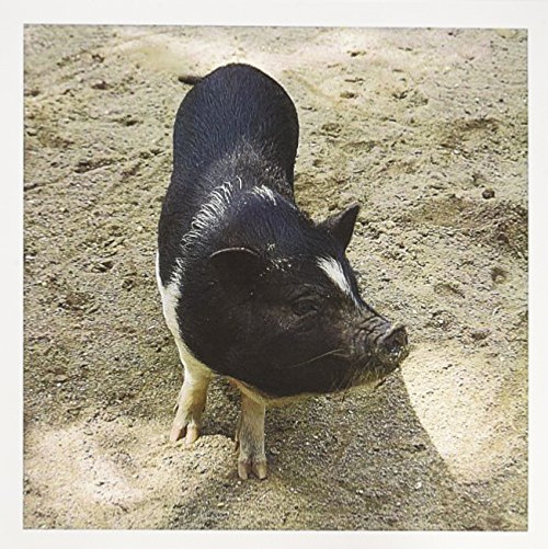3dRose Black and White Pig - Greeting Cards, 6 x 6 inches, set of 12 (gc_4327_2) 3dRose Black and White Pig - Greeting Cards, 6 x 6 inches, set of 12 (gc_4327_2)