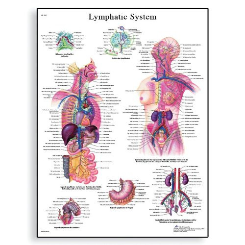 3B Scientific VR3392UU Glossy Paper El Sistema Linfatico Anatomical (Lymphatic System Anatomical Spanish, Chart) Poster Size 20" Width x 26" Height 3B Scientific VR3392UU Glossy Paper El Sistema Linfatico Anatomical (Lymphatic System Anatomical Spanish, Chart) Poster Size 20" Width x 26" Height