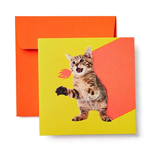 American Greetings Kitten Blank Card - Birthday, Friendship, Thinking of You
