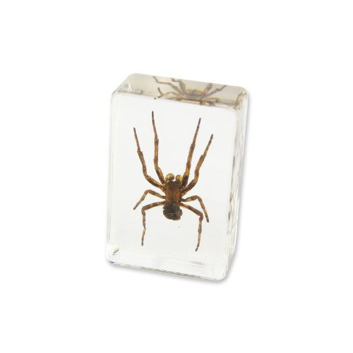 REALBUG Spider Paperweight (1 1/8 x 1 3/4 x 3/4)