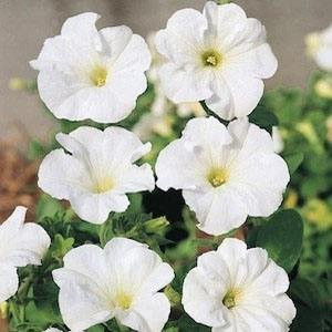 Outsidepride Petunia Multiflora White - 250 Seeds