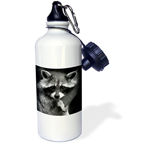 3dRose wb_173001_1 Baby Raccoon Black And White Digital Image Sports Water Bottle, 21Oz, Multicolored
