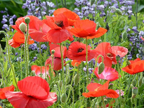 Red Corn Poppy Flower Seeds (Papaver Rhoeas), Pack of 100,000+ Seeds by Seeds2Go Red Corn Poppy Flower Seeds (Papaver Rhoeas), Pack of 100,000+ Seeds by Seeds2Go