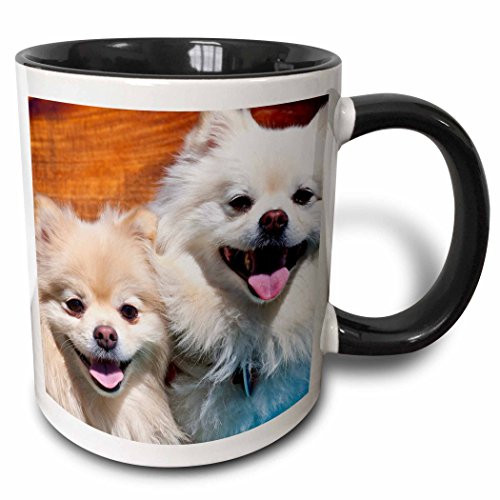 3dRose 192383_4"Usa California Pomeranians Sitting On A Wooden Bench Two Tone Mug, 11 oz, Black