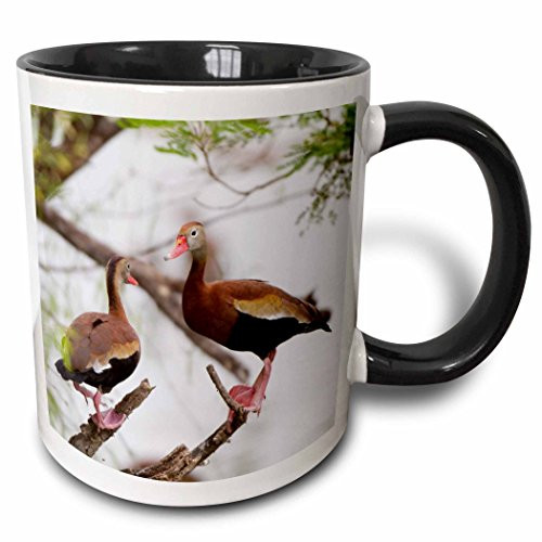 3dRose 207223_4""Polar Bear Female and Cub, Churchill, Manitoba, Canada" Mug 11 oz Black 3dRose 207223_4""Polar Bear Female and Cub, Churchill, Manitoba, Canada" Mug 11 oz Black