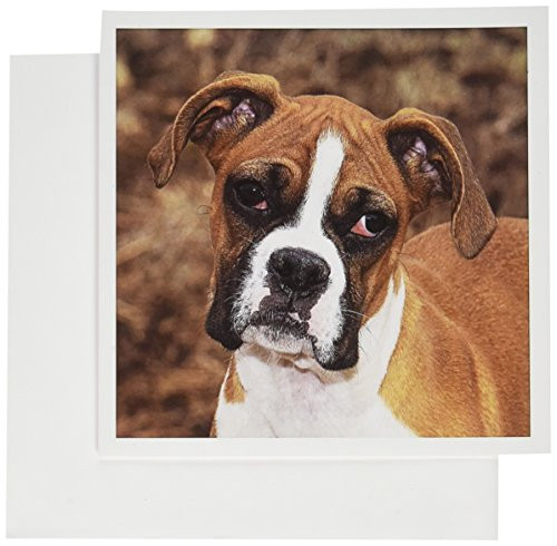 3dRose Greeting Cards, 6 x 6 Inches, Pack of 12, Purebred Boxer Dog - Na02 Pwo0038 (gc_140295_2)