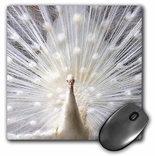 3dRose LLC 8 x 8 x 0.25 Inches White Peacock Mouse Pad (mp_4060_1) 3dRose LLC 8 x 8 x 0.25 Inches White Peacock Mouse Pad (mp_4060_1)