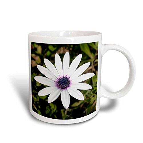 3dRose mug_167543_2 Osteospermum White Daisy, Purple Center, Cape Daisy, Blue-Eyed Daisy Ceramic Mug, 15-Ounce