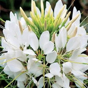 Outsidepride Cleome White - 1000 Seeds