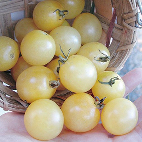 Seeds Cherry Tomato Snow White Vegetable Organic Heirloom Ukraine
