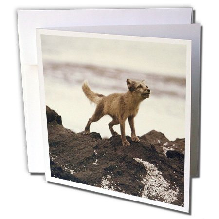 3dRose Greeting Cards, 6 x 6 Inches, Pack of 6, Young Artic Wolf (gc_47836_1)
