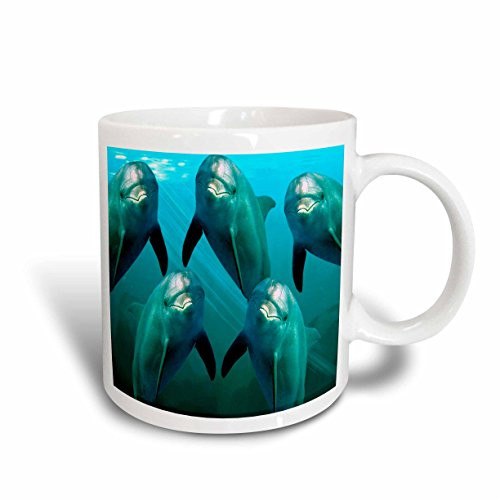 3dRose Curious Dolphins Mug, 11-Ounce
