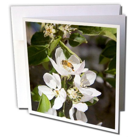 3dRose Greeting Cards, 6 x 6 Inches, Pack of 12, Honey Bee on Apple Blossoms in Idaho (gc_90020_2)