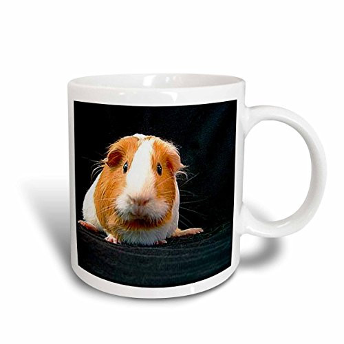 3dRose Guinea Pig Mug, 11-Ounce