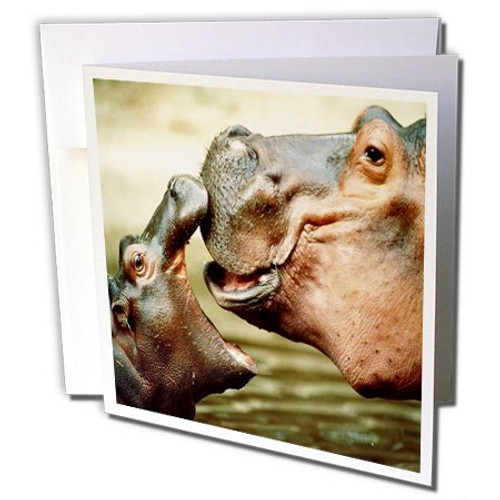 3dRose Mama Hippo Kisses Her Baby - Greeting Cards, 6 x 6 inches, set of 12 (gc_54156_2)