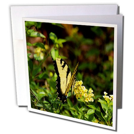 3dRose Greeting Cards, 6 x 6 Inches, Pack of 12, Image of Florida Monarch Butterfly (gc_174279_2)