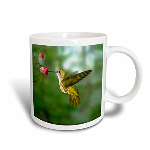 3dRose Hummingbird Ceramic Mug, 11-Ounce
