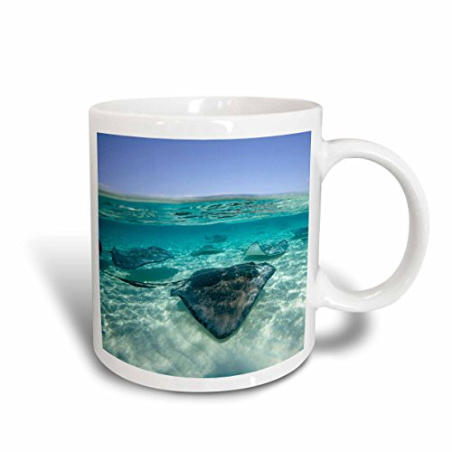 3dRose mug_73261_1"Cayman Islands, Southern Stingray in Caribbean Sea-CA42 PSO0044 - Paul Souders" Ceramic Mug, 11 oz, Multicolor