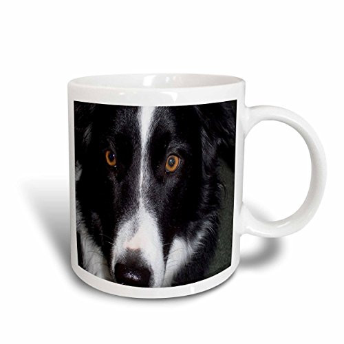 3dRose Border Collie Macro Mug, 11-Ounce