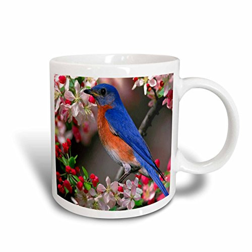 3dRose mug_55179_1 Beautiful Bluebird N Cherry Blossoms Ceramic Mug, 11-Ounce 3dRose mug_55179_1 Beautiful Bluebird N Cherry Blossoms Ceramic Mug, 11-Ounce