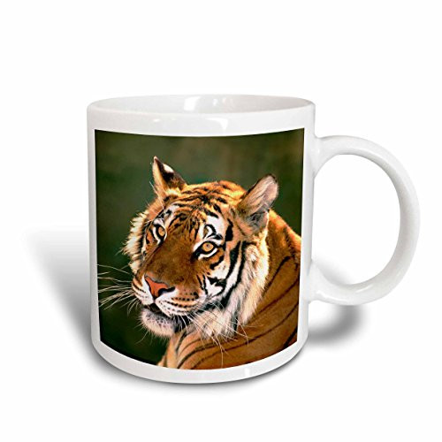3dRose 88203_1 California, Bengal Tiger at Wildlife Waystation-US05 BJA0221-Jaynes Gallery Ceramic Mug 11 oz White