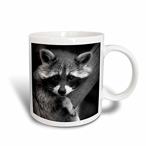 3dRose mug_173001_1 Baby Raccoon Black and White Digital Image Ceramic Mug, 11-Ounce