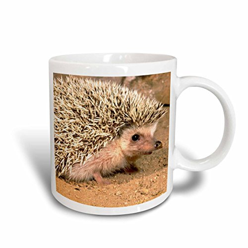 3dRose mug_83937_1 African Hedgehog Wildlife, Native To Africa Na02 Dno0400 David Northcott Ceramic Mug, 11-Ounce 3dRose mug_83937_1 African Hedgehog Wildlife, Native To Africa Na02 Dno0400 David Northcott Ceramic Mug, 11-Ounce
