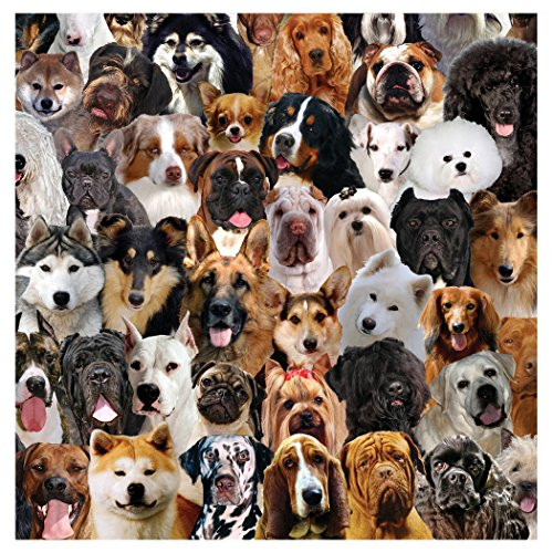 Creative Converting 16 Count Best in Show Ruff Premium Patterned Luncheon Napkins, Multicolor