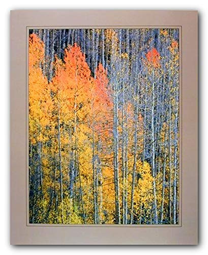 Forest Aspen Tree in The Fall Willard Clay Nature Wall Decor Art Print Poster (16x20)
