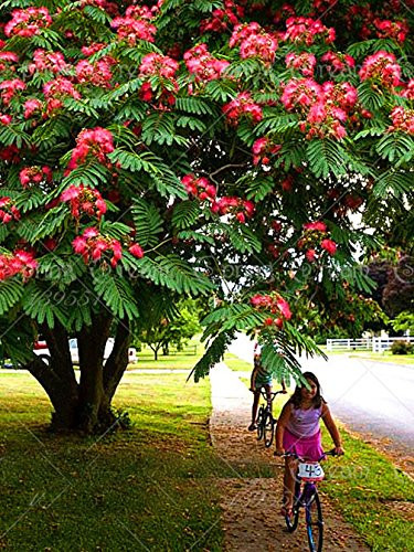 10pcs/Bag Albizia Julibrissin Tree Seeds(Mimosa/Persian Silk Tree)-Tree Potted bonsaiDIY Home gardenbig Promotion