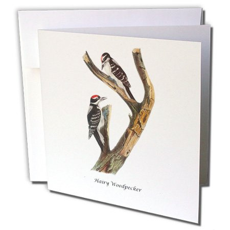 3dRose Greeting Cards, 6 x 6 Inches, Pack of 12, Hairy Woodpecker By John James Audubon (gc_114055_2)
