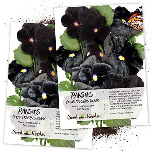 Seed Needs, Clear Crystals Black Pansy (Viola x wittrockiana) Twin Pack of 600 Seeds Each Seed Needs, Clear Crystals Black Pansy (Viola x wittrockiana) Twin Pack of 600 Seeds Each