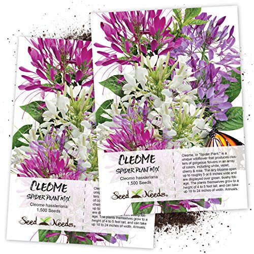 Seed Needs, Cleome Mixture (Cleome hassleriana) Twin Pack of 1,500 Seeds Each