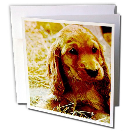 3dRose Irish Setter Puppy - Greeting Cards, 6 x 6 inches, set of 12 (gc_486_2)