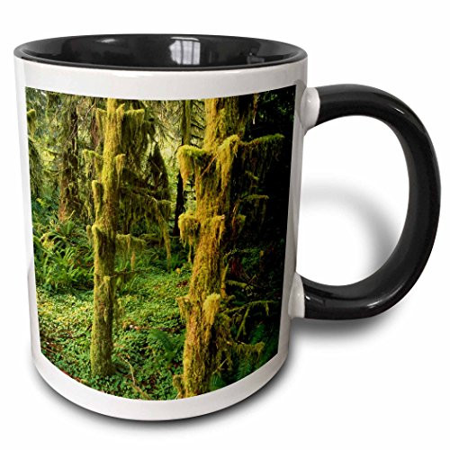 3dRose 148647_4 Rainforest, Olympic Park, Washington Mug, 11 oz, Black
