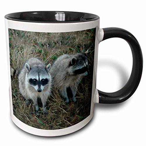 3dRose 3dRose Two Raccoons - Two Tone Black Mug, 11oz (mug_1151_4), Black/White