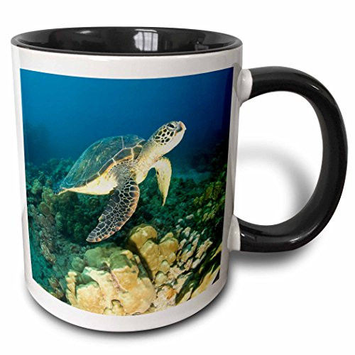 3dRose 89949_4 Green Sea Turtle, Makena Spa, Maui, Hawaii-Us12 Sws0150-Stuart Westmorland Two Tone Black Mug, 11 oz, White