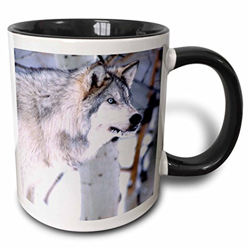 3dRose 83898_4"Timber Wolf, Canis Lupus-NA02 DNO0318-David Northcott" Two Tone Mug, 11 oz, Black/White