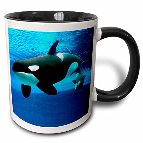 3dRose 5728_4 Killer Whales Mug 11 oz Multicolor