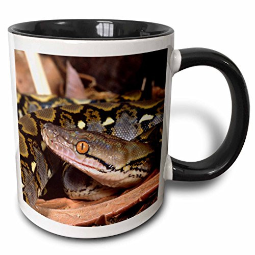 3dRose 83979_4 Reticulated Python snake-NA02 DNO0481-David Northcott Two Tone Black Mug, 11 oz, White