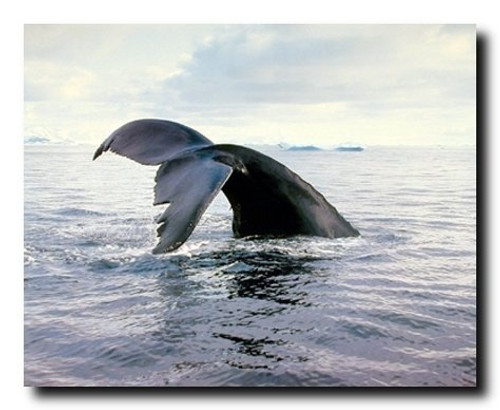 Whale Tail Wall Decor Picture Ocean Humpback Breaching Sealife Underwater Animal Art Print Poster (16x20)